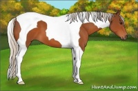 Horse Color:Silver Brown Tobiano 