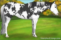 Horse Color:White Spotted Black Splash Appaloosa