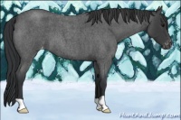 Horse Color:Blue Roan Varnish 