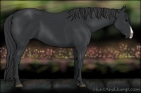 Horse Color:Black Splash