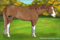 Horse Color:Chestnut Sabino Splash Rabicano 