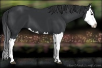 Horse Color:Black Splash 