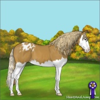 Horse Color:Chestnut Splash Appaloosa