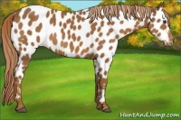 Horse Color:Chestnut Appaloosa