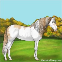Horse Color:White Spotted Gold Champagne Splash Frame Rabicano