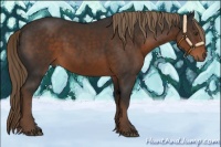 Horse Color:Liver Chestnut 