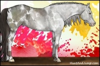 Horse Color:White Spotted Liver Red Dun Ice Rabicano