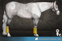 Horse Color:Platinum Silver Grullo Roan Pearl Splash and Gray Platinum Buckskin Roan