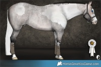 Horse Color:Platinum Silver Grullo Roan Pearl Splash  and Gray Platinum Buckskin Roan 