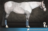 Horse Color:Platinum Silver Grullo Roan Pearl Splash  and Gray Platinum Buckskin Roan 