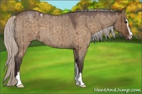 Horse Color:Silver Brown Roan Dun Sabino Varnish Brindle 