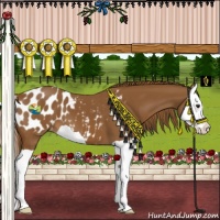 Horse Color:Chestnut Splash Appaloosa 
