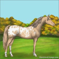 Horse Color:Gold Champagne Appaloosa 