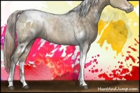 Horse Color:White Spotted Chocolate Palomino Ice Tobiano Rabicano
