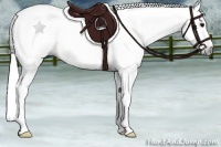 Horse Color:Gray Bay 