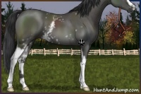 Horse Color:White Spotted Black 