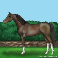 Horse Color:Liver Chestnut Appaloosa