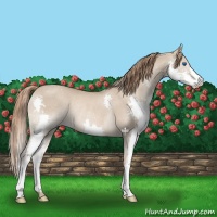 Horse Color:Red Dun Splash Rabicano