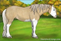 Horse Color:Palomino Roan Splash 