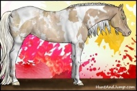 Horse Color:White Spotted Liver Chestnut Ice Pearl Tobiano Rabicano 