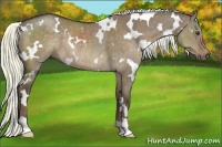 Horse Color:White Spotted Liver Red Dun Rabicano Brindle