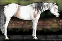 Horse Color:White Spotted Bay Ice Splash Appaloosa 