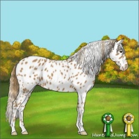 Horse Color:Red Roan Appaloosa 
