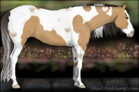 Horse Color:Bay Dun Splash Tobiano 