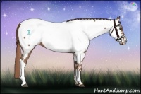 Horse Color:Chestnut Appaloosa 