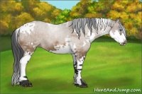 Horse Color:Brown Dun Splash Tobiano Brindle 