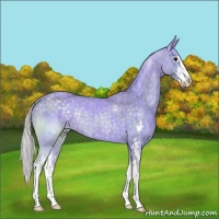 Horse Color:Watercolor Silver Black Sabino Rabicano 