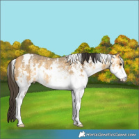 Horse Color:White Spotted Buckskin Rabicano 