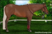 Horse Color:Silver Brown Rabicano 