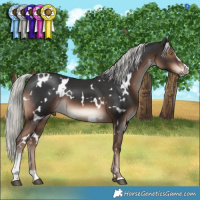 Horse Color:White Spotted Liver Chestnut Mushroom Sabino 