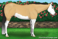 Horse Color:Gray Buckskin Dun Splash 