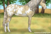 Horse Color:Watercolor White Spotted Chocolate Palomino Dun Sabino Appaloosa 