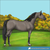 Horse Color:Grullo 