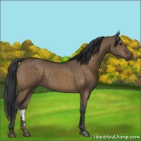 Horse Color:Brown Dun Sabino