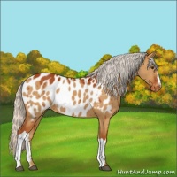 Horse Color:Silver Brown Dun Appaloosa 
