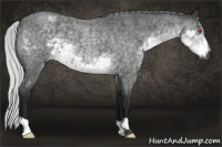 Horse Color:Gray Silver Smoky Blue Chinchilla Roan