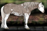 Horse Color:Silver Black Splash Appaloosa 