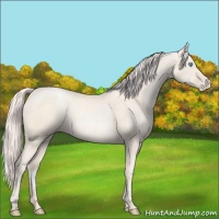 Horse Color:Gold Cream Champagne Pearl