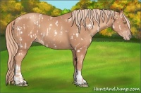 Horse Color:Gold Champagne Appaloosa  and Gold Champagne 