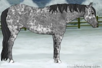 Horse Color:Blue Ice Roan 