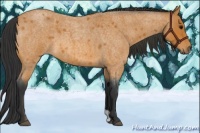 Horse Color:Bay Roan 