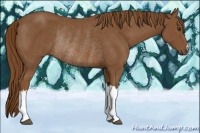 Horse Color:Chestnut Rabicano 