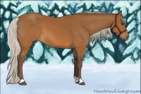 Horse Color:Silver Buckskin 