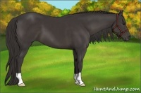 Horse Color:Smoky Black