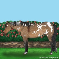Horse Color:White Spotted Brown Dun Rabicano 