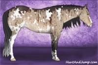 Horse Color:White Spotted Brown Dun Sabino Brindle 